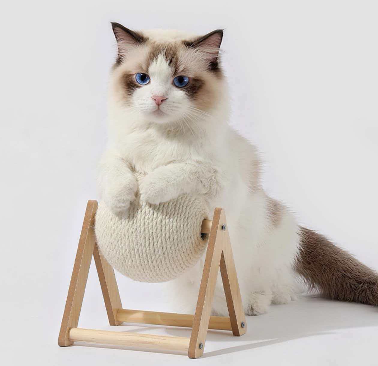 New Cat Parent Starter Kit — Litter Box + Toys + Scratcher