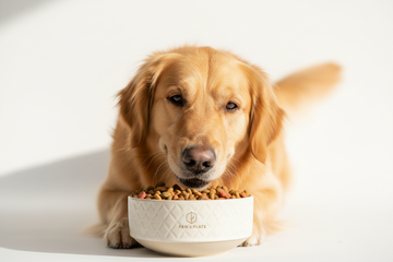 Pet Feeding